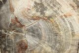 Petrified Wood (Mahogany) Round - Myanmar #239336-1